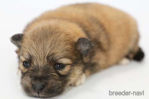 成約済の神奈川県のポメラニアン-313797の1枚目